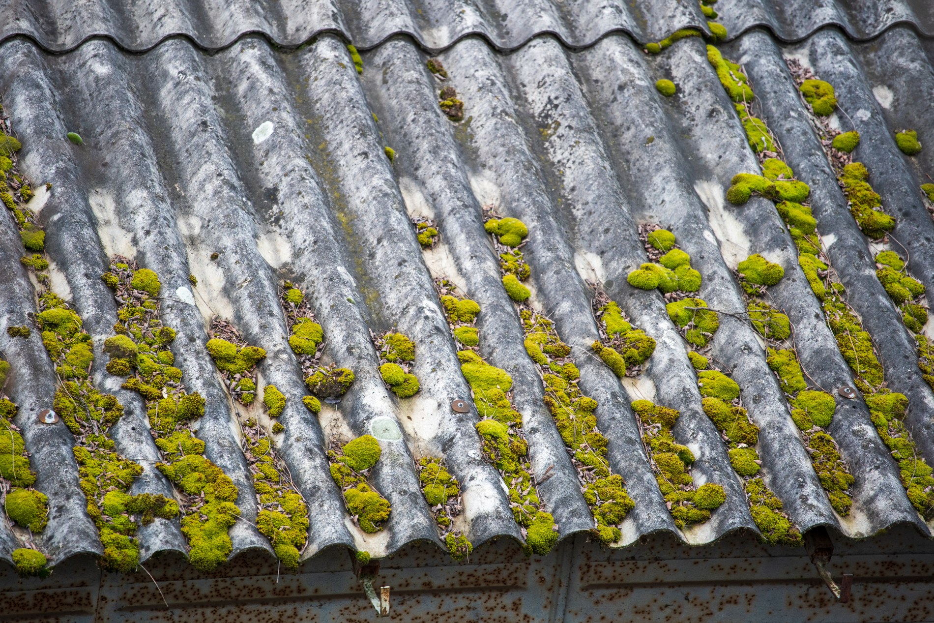 Démoussage de toiture